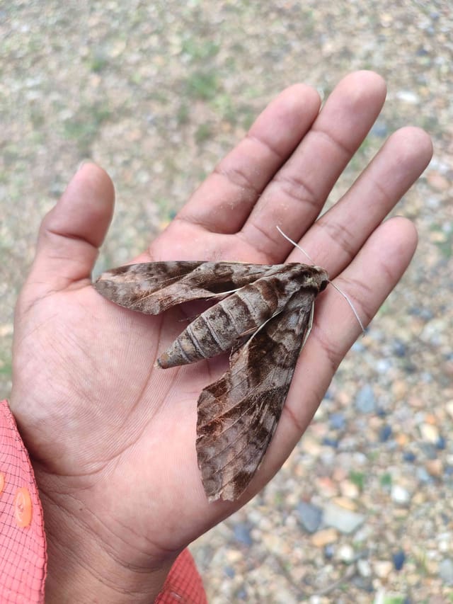 Halcón cucuyo tersa
